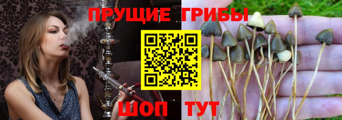 Псилоцибиновые грибы Cubensis Ирбит